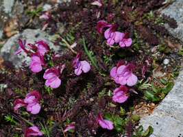 Pedicularis spec.